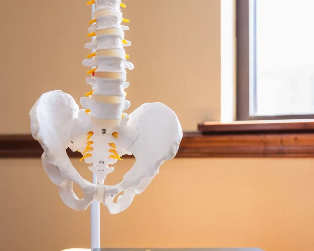 Anatomical model of the human spine and pelvis displayed on a wooden table beside a hardcover reference book.